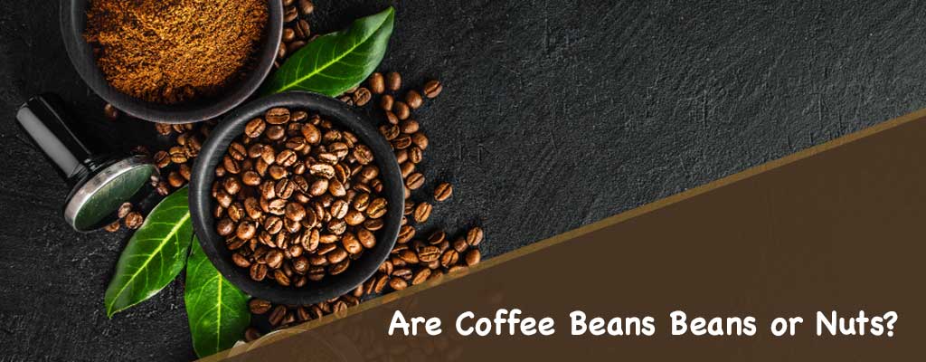 Are Coffee Beans or Nuts