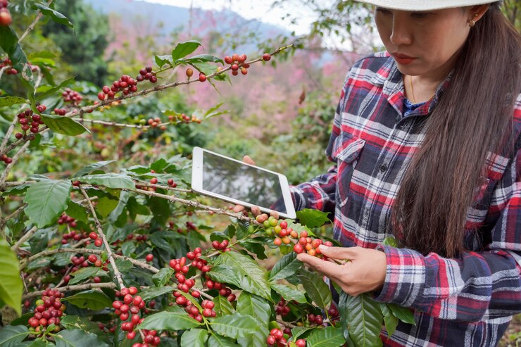 Who Makes Farmers Select Coffee