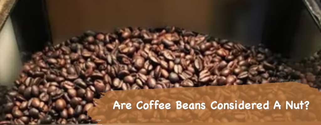 Are Coffee Beans Considered A Nut?